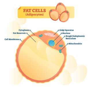 Fat Cells Are Essential To Your Body’s Health
