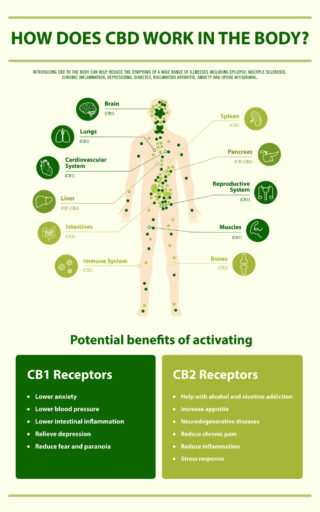 How CBD Works In Your Body: The Endocannabinoid System (ECS)