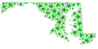 Navigating Maryland’s Cannabis Marijuana Landscape: <strong>Understanding Strains and Components</strong>