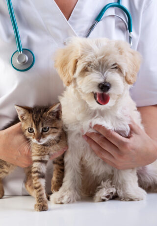 What To Expect From a Holistic Veterinary Hospital Visit