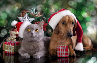 Healthy Holiday Treats For Your Pets