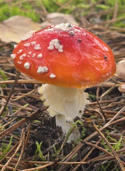 Uncovering the Hidden Triggers of Toenail Fungus