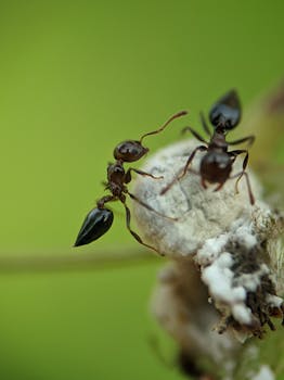 Do Ants Bite or Sting? Discover the Truth About Ant Defense Mechanisms