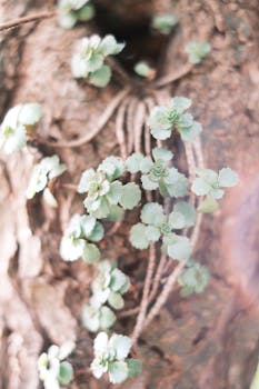 Unlocking the Amazing Benefits of Burdock Root for Women and Its Health Secrets