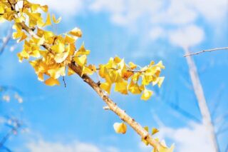Are Ginkgo Biloba Side Effects Worth the Benefits?