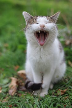 Can You Get a Zit in Your Mouth? Exploring Causes and Solutions