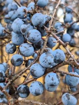 Is Pistachio Poisoning Putting Your Health at Risk?