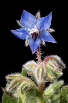 Unlocking the Health Benefits of Borage Oil for Your Wellness Journey