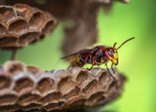 Relief from Wasp Stings: How Benadryl Can Help?