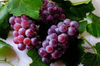 Can Grapes Help You Shed Pounds and Boost Your Health?