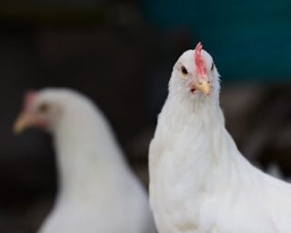 Effective Solutions to Alleviate Eye Dryness and Restore Comfort