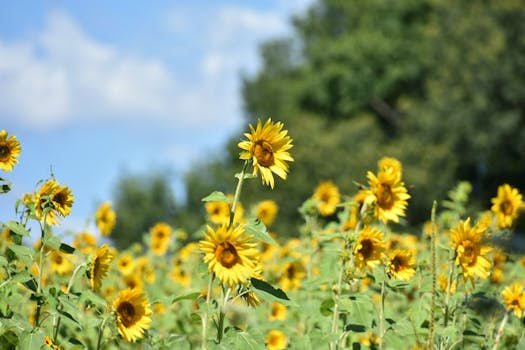 The Surprising Health Benefits of Sunflower Seed Oil - Your Health Magazine