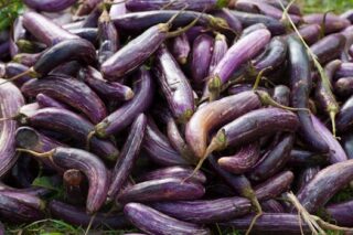 Discover the Surprising Health Benefits of Eggplant: Is It Good for You?