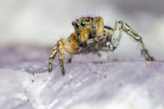 Recognizing the Symptoms of a Spider Bite for Timely Treatment