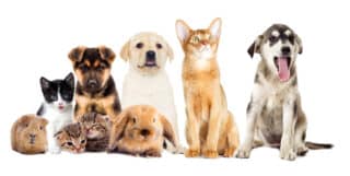 Holistic Medicine For Your Pets