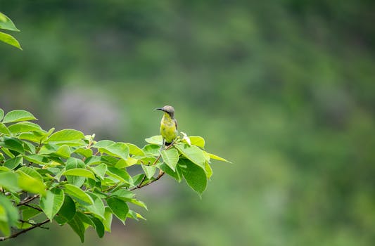 Effective Ways to Use Castor Oil for Managing Fatty Liver