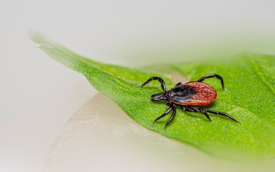 The Hidden Risks of Fully Embedded Ticks: What You Need to Know - Your ...
