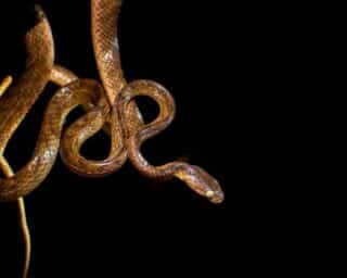 How to Handle a Cottonmouth Bite Safely and Effectively