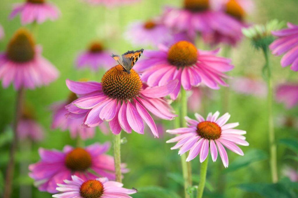 A butterfly on purple coneflowers in a garden A butterfly on purple coneflowers in a garden